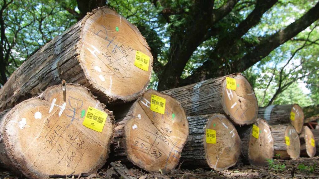 Anggaran Harga Kayu Jati di Malaysia Terkini 2025 1 definisi lengkap tentang kayu jati
