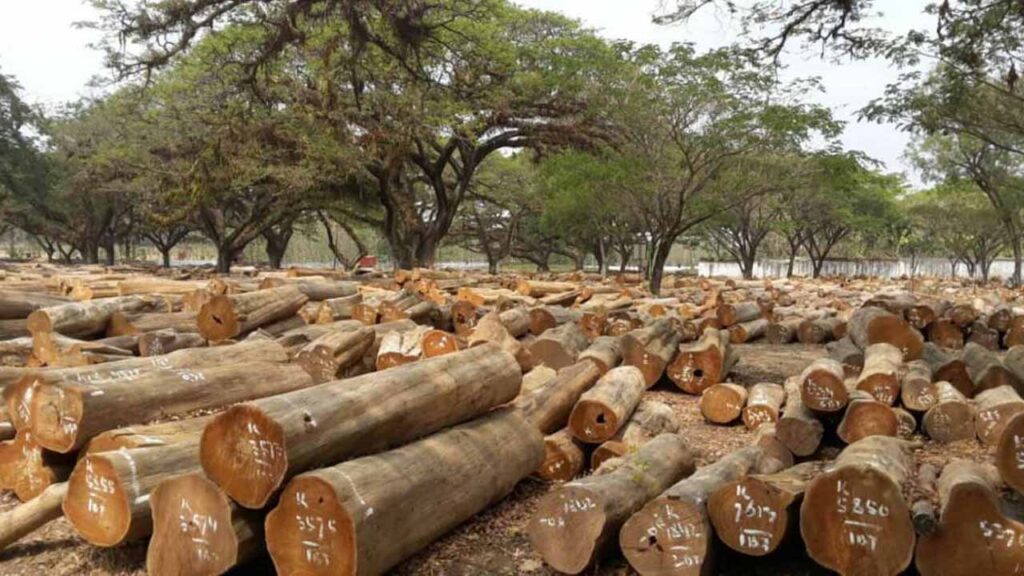 Anggaran Harga Kayu Jati di Malaysia Terkini 2025 2 perkara penting yang mempengaruhi harga kayu jati