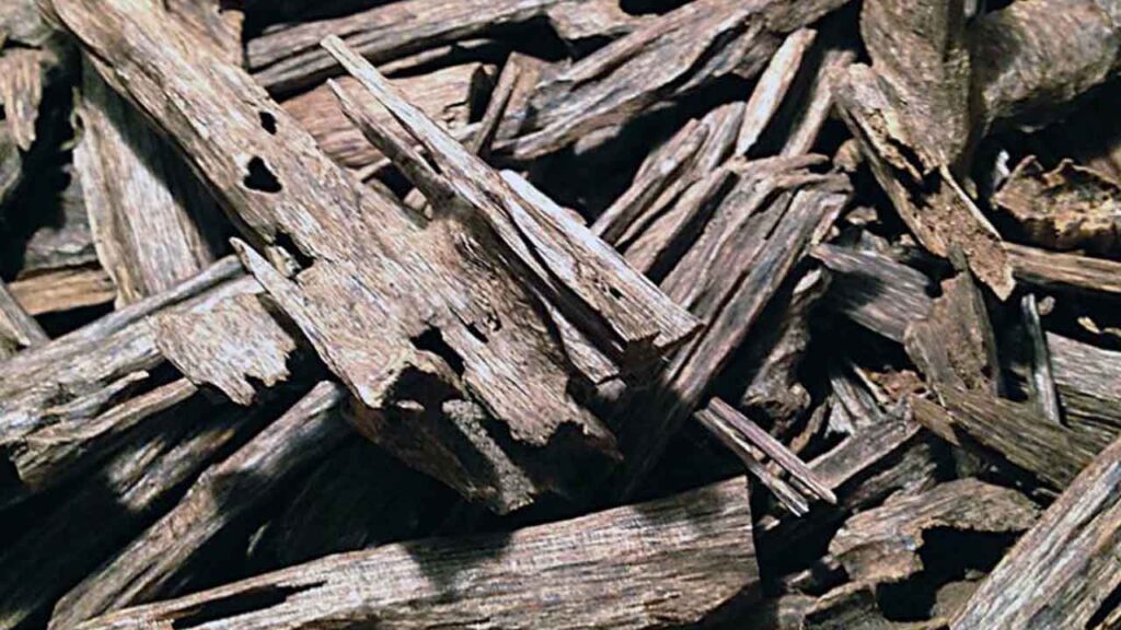 Cara Kira Harga Kayu Gaharu di Malaysia Terkini 2 perkara penting yang menentukan harga kayu gaharu