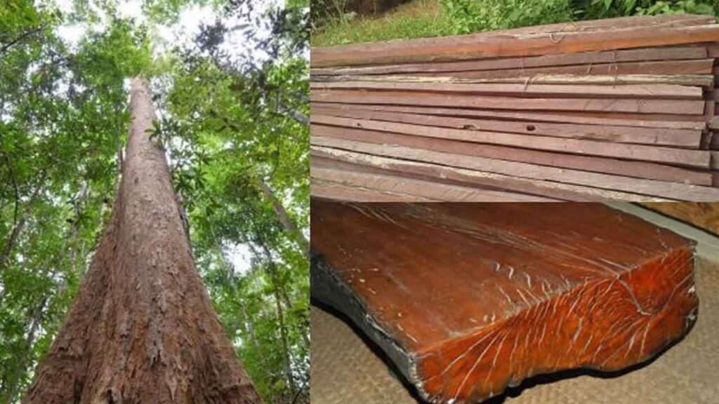 Anggaran Harga Kayu Belian di Malaysia 2 cara kira harga kayu belian mengikut saiz dan gred